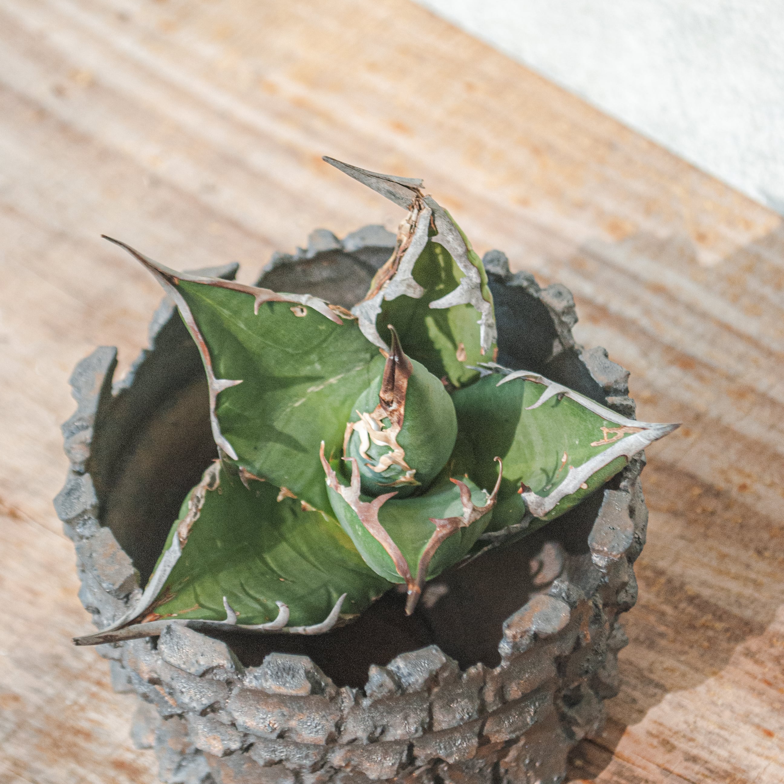 アガベ オテロイ No.18 | Agave Rocon アガベ オテロイ No.18 | Agave Rocon