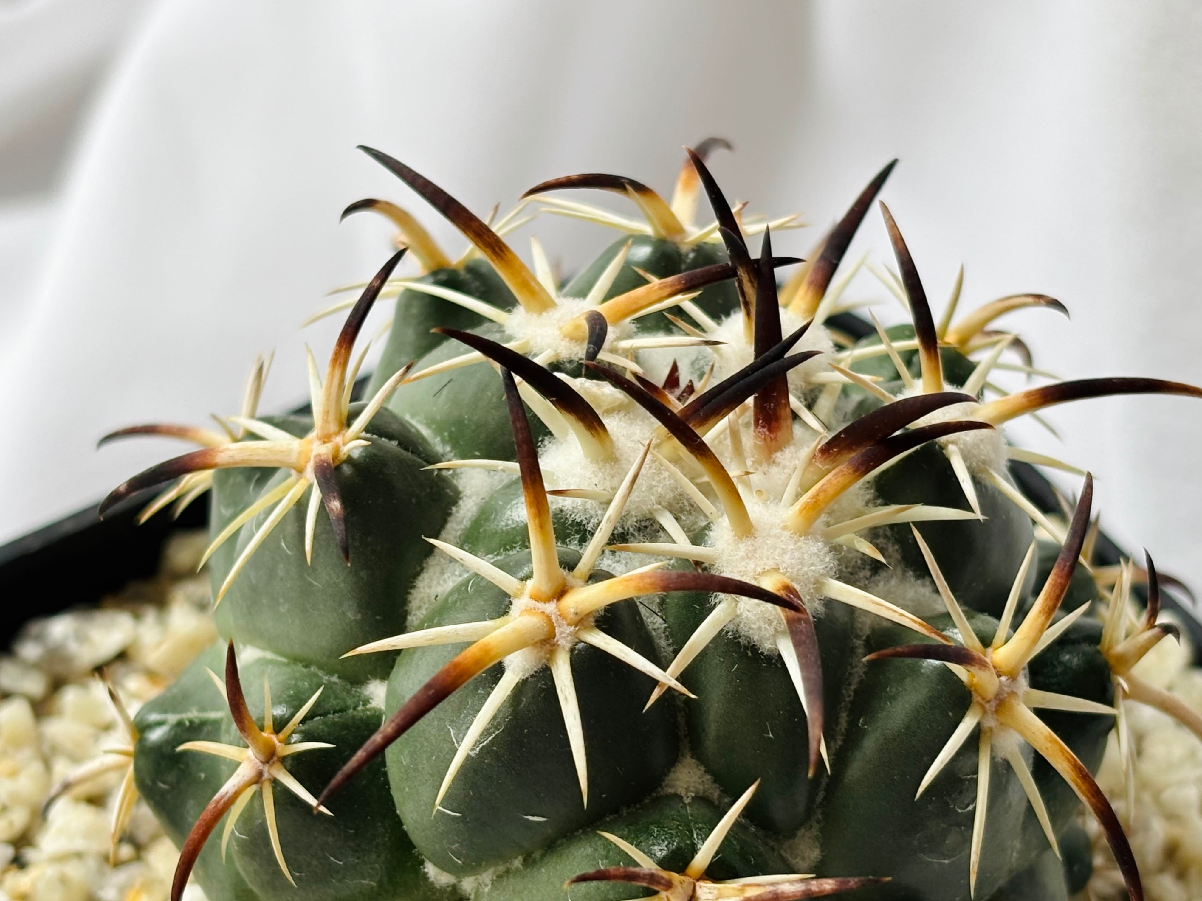 サボテン　トリプギオナカンサ サボテン トリプギオナカンタ Coryphantha tripugionacantha コリ