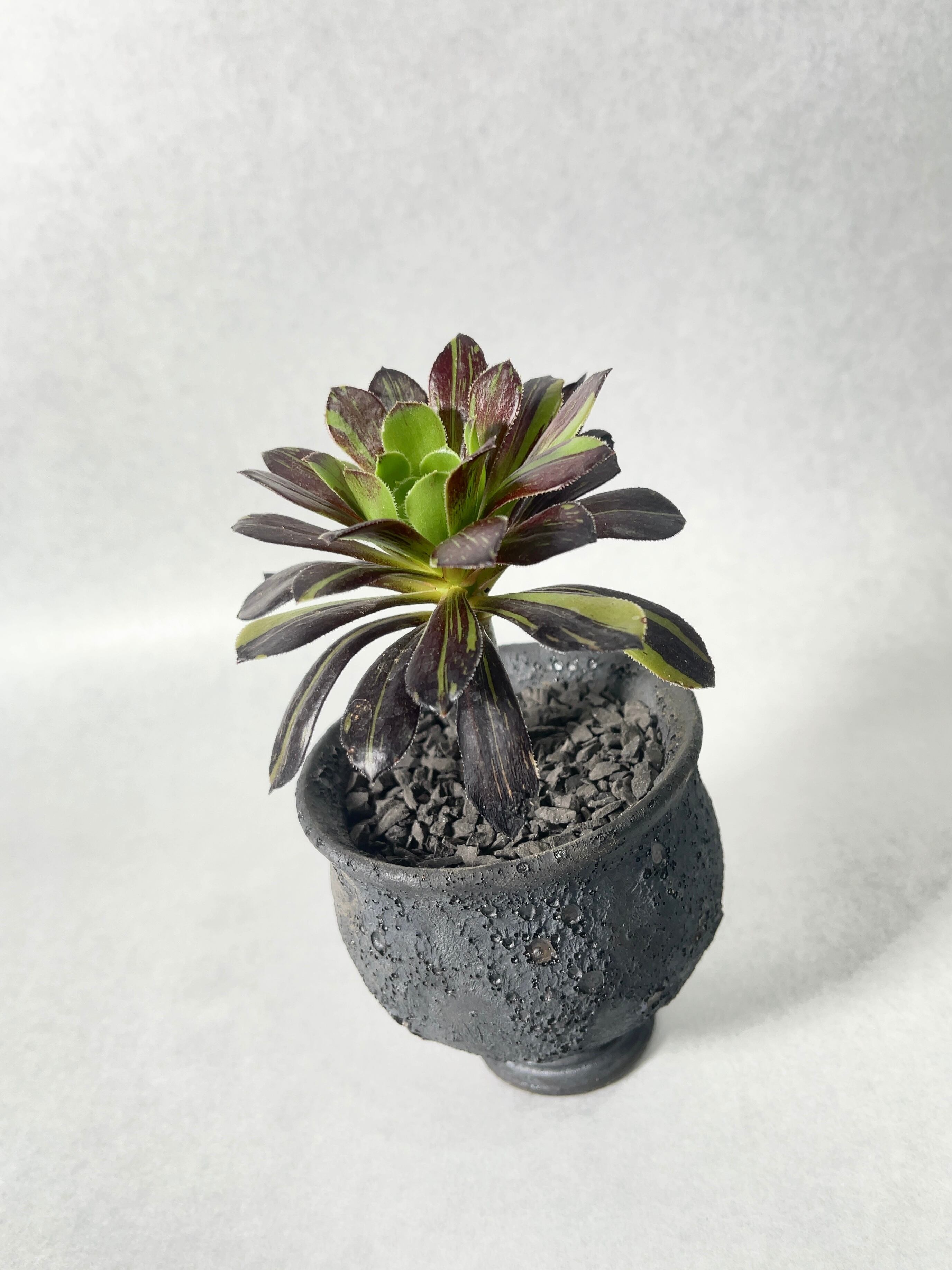 アエオニウム・ビックバン | trigger