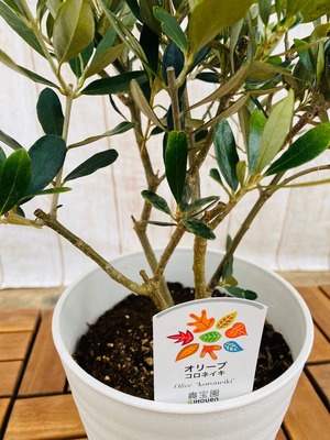 オリーブ・コロネイキ　枝　6号