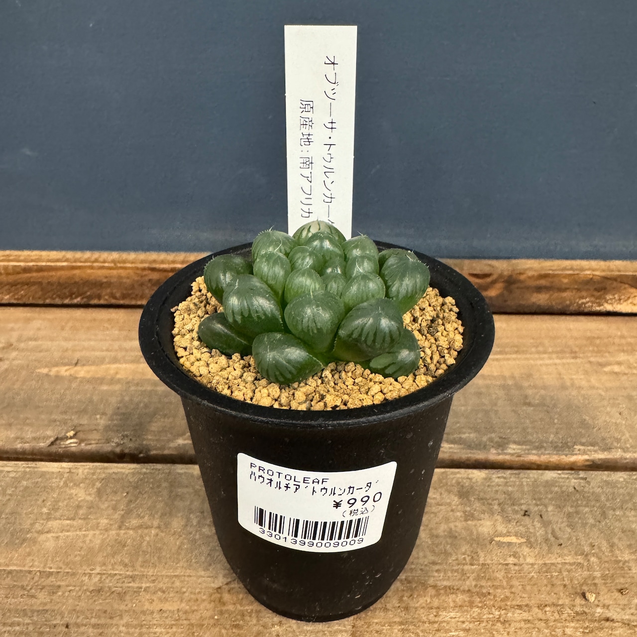 ハオルチア オブツーサ トゥルンカータ【80】