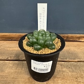 ハオルチア オブツーサ トゥルンカータ【80】