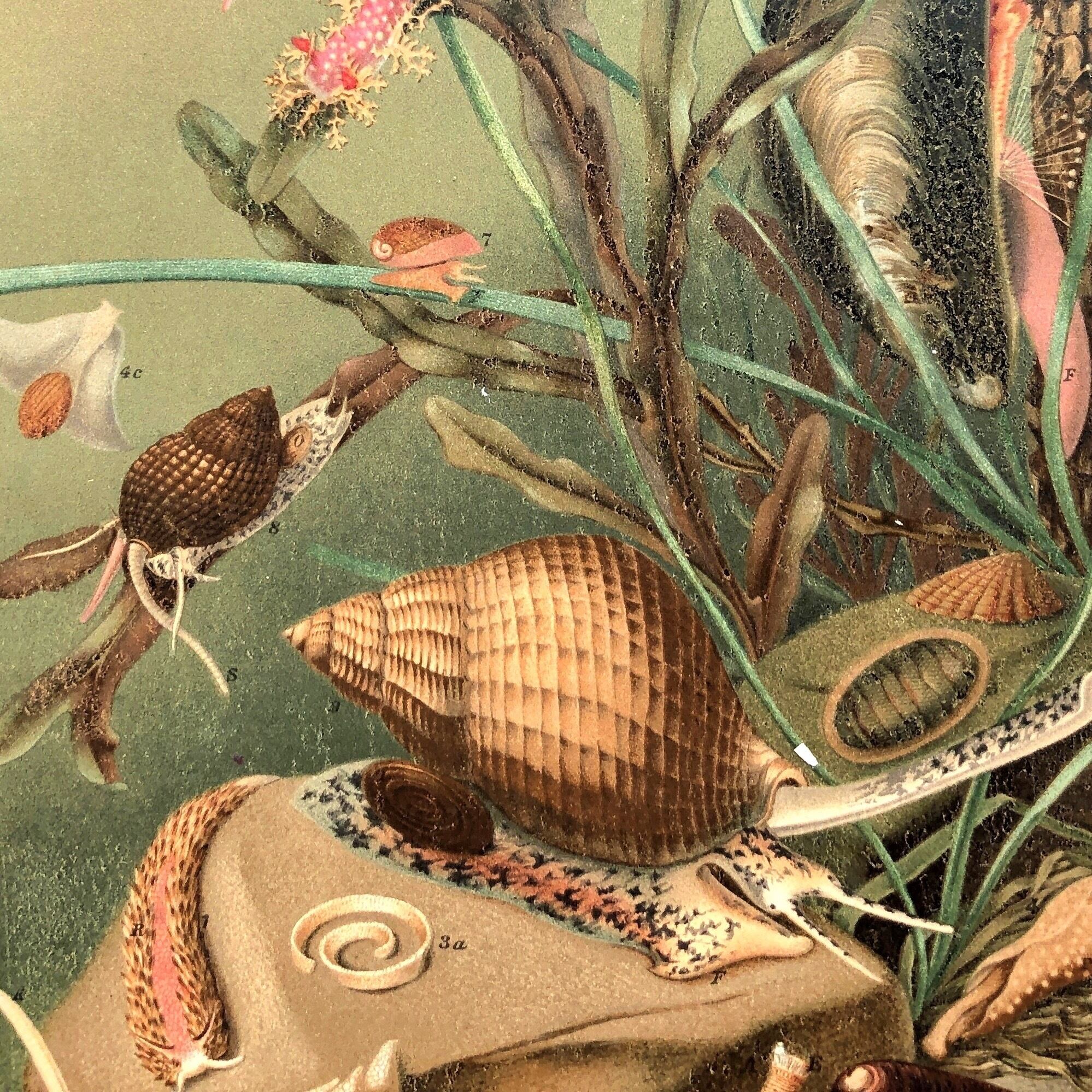 博物画「海洋生物」 | PAY ID