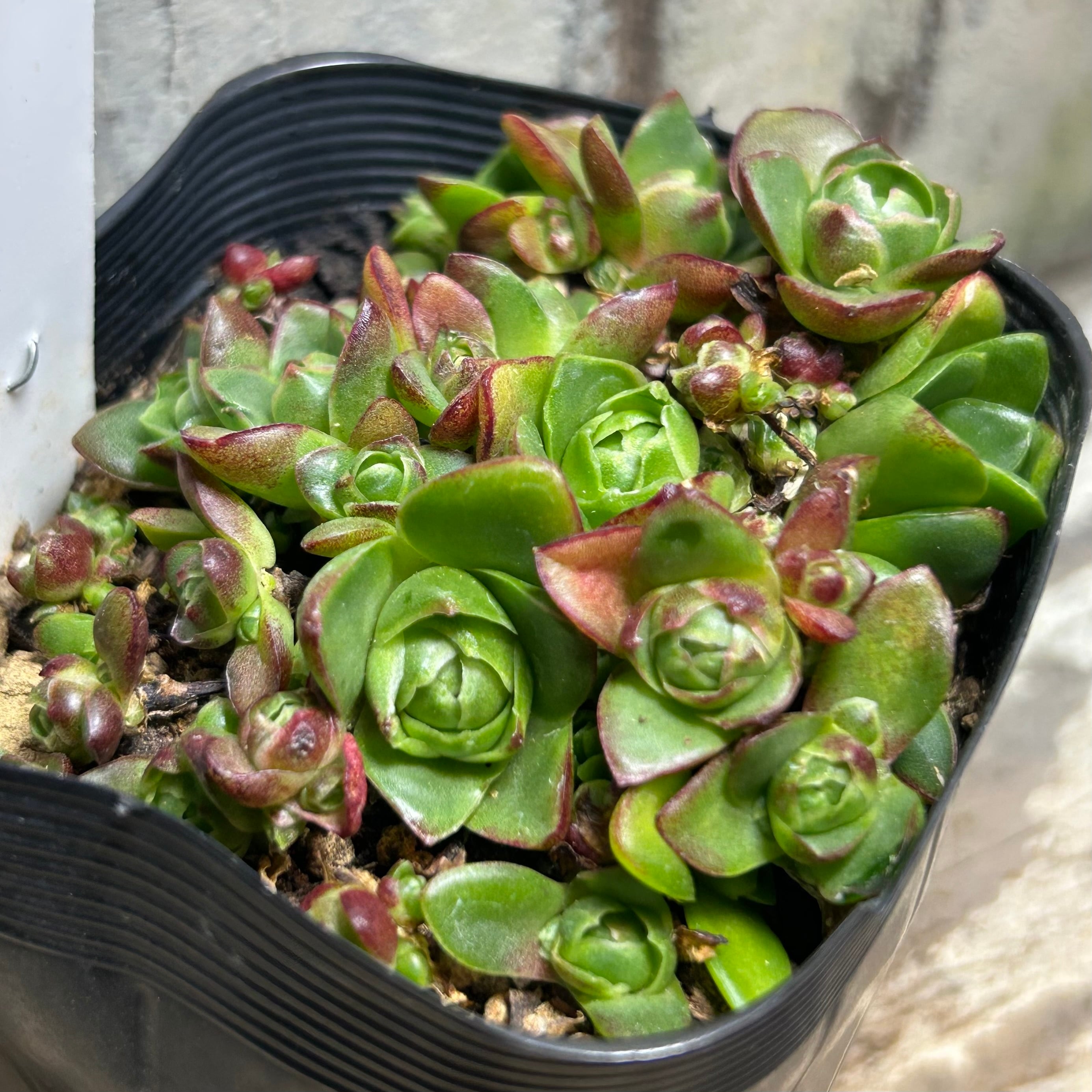 薄紅蓮華 | RuPo 多肉植物専門店