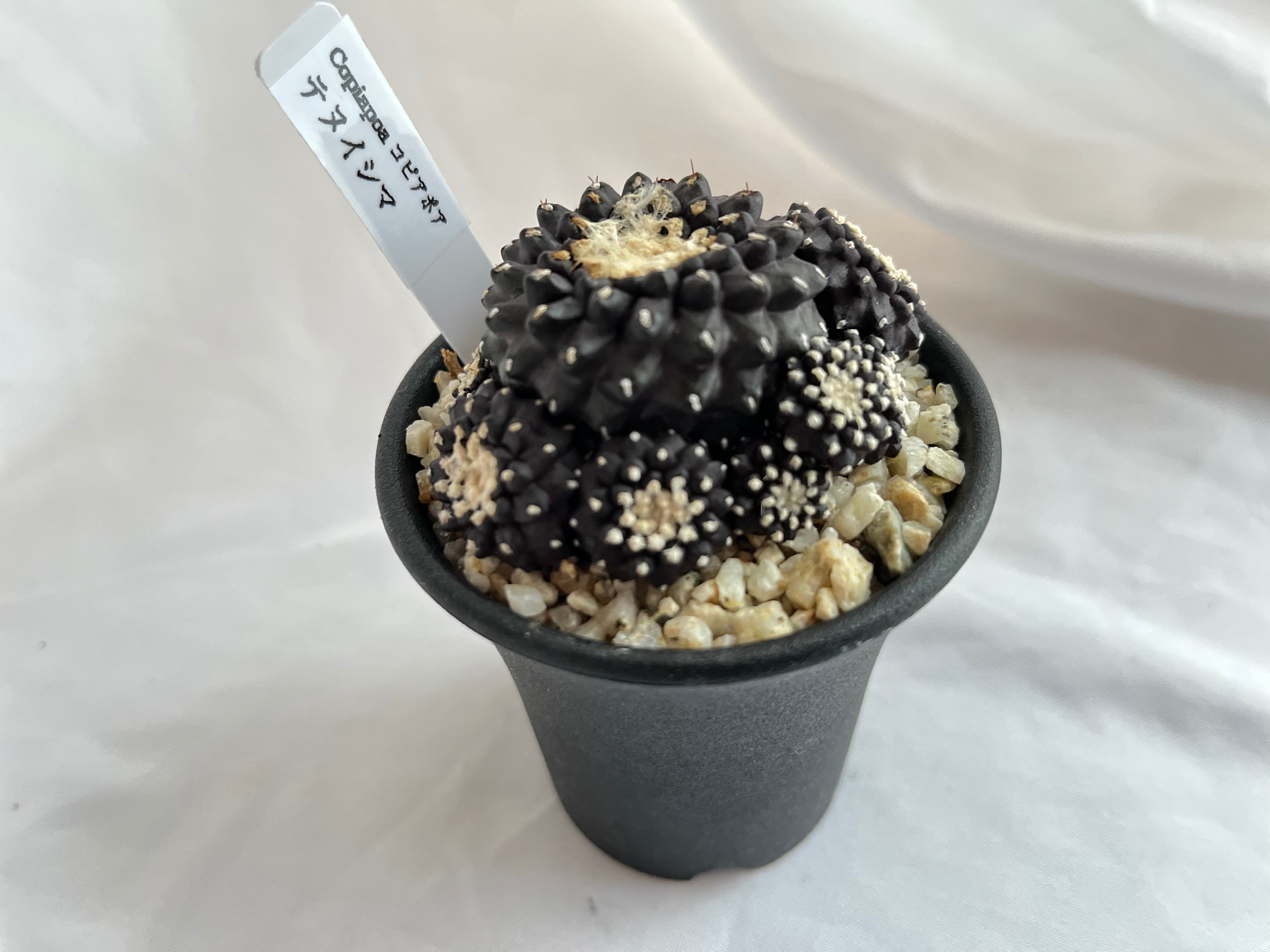 ★特選スペシャル★聚寶盆♢ 元宝♢ラウンド連【天然アラゴナイト☆スペシャル】❤️ ☆特選スペシャル☆聚寶盆♢ 元宝♢ラウンド連【天然アラゴナイト