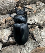 【WD】《パリーミヤマクワガタ 34mm ペア》