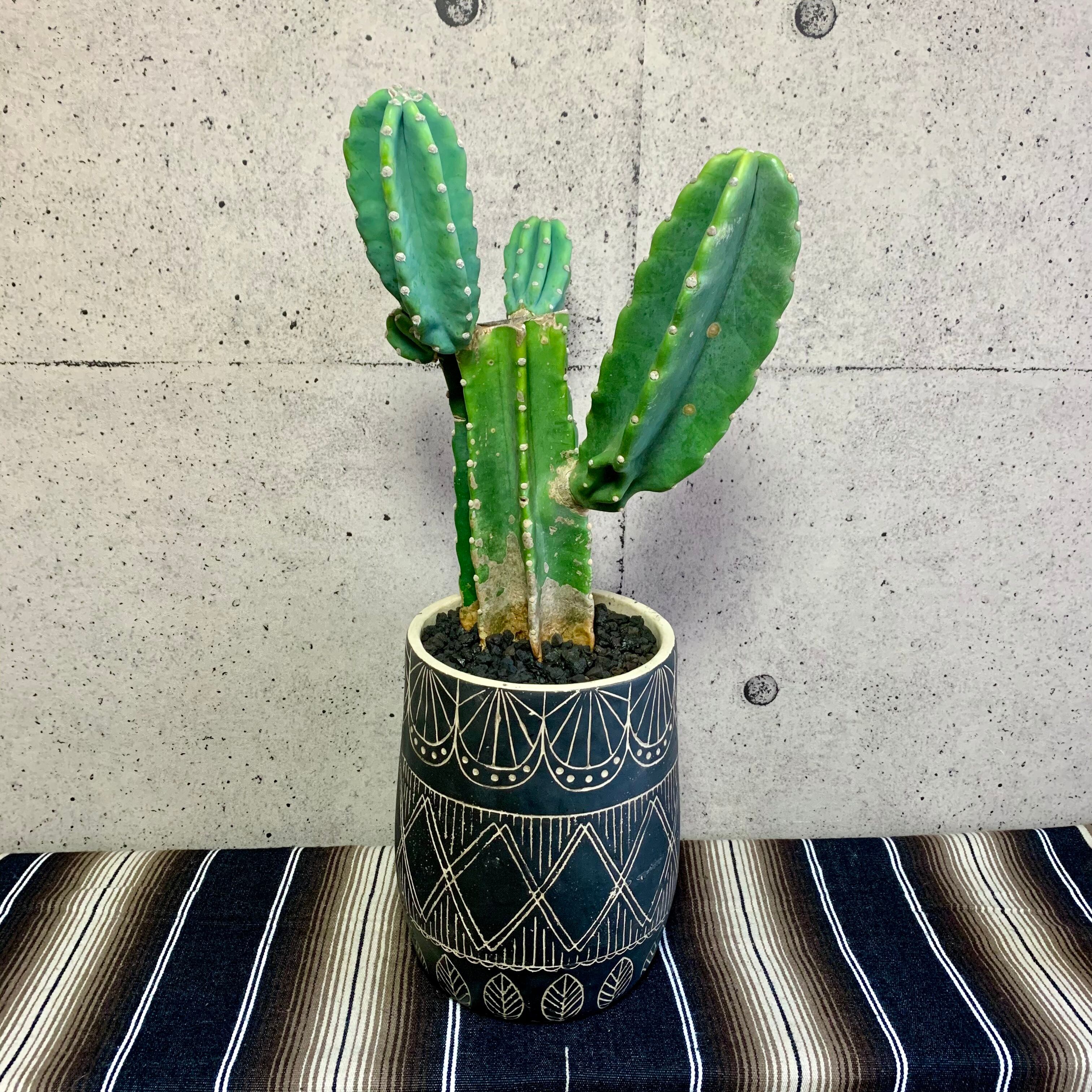 柱サボテン ブランチ 鬼面角 Planet Plants プラネットプランツ 柱サボテン ブランチ 鬼面角 Planet Plants プラネットプランツ