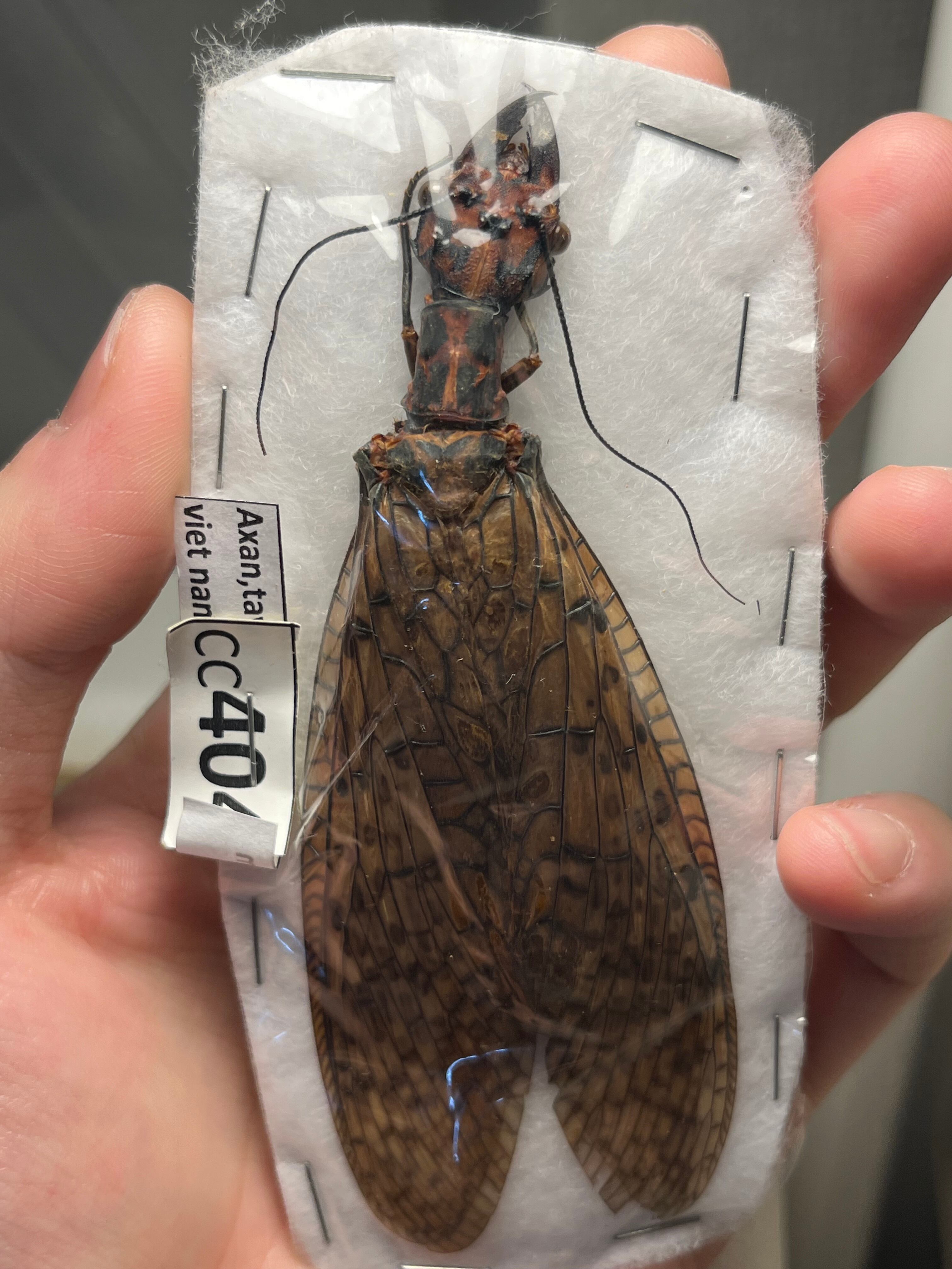 標本 | オモニキチュウ