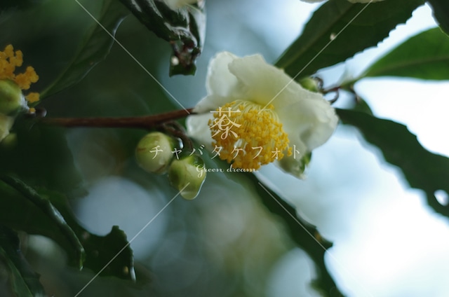 006 茶の花