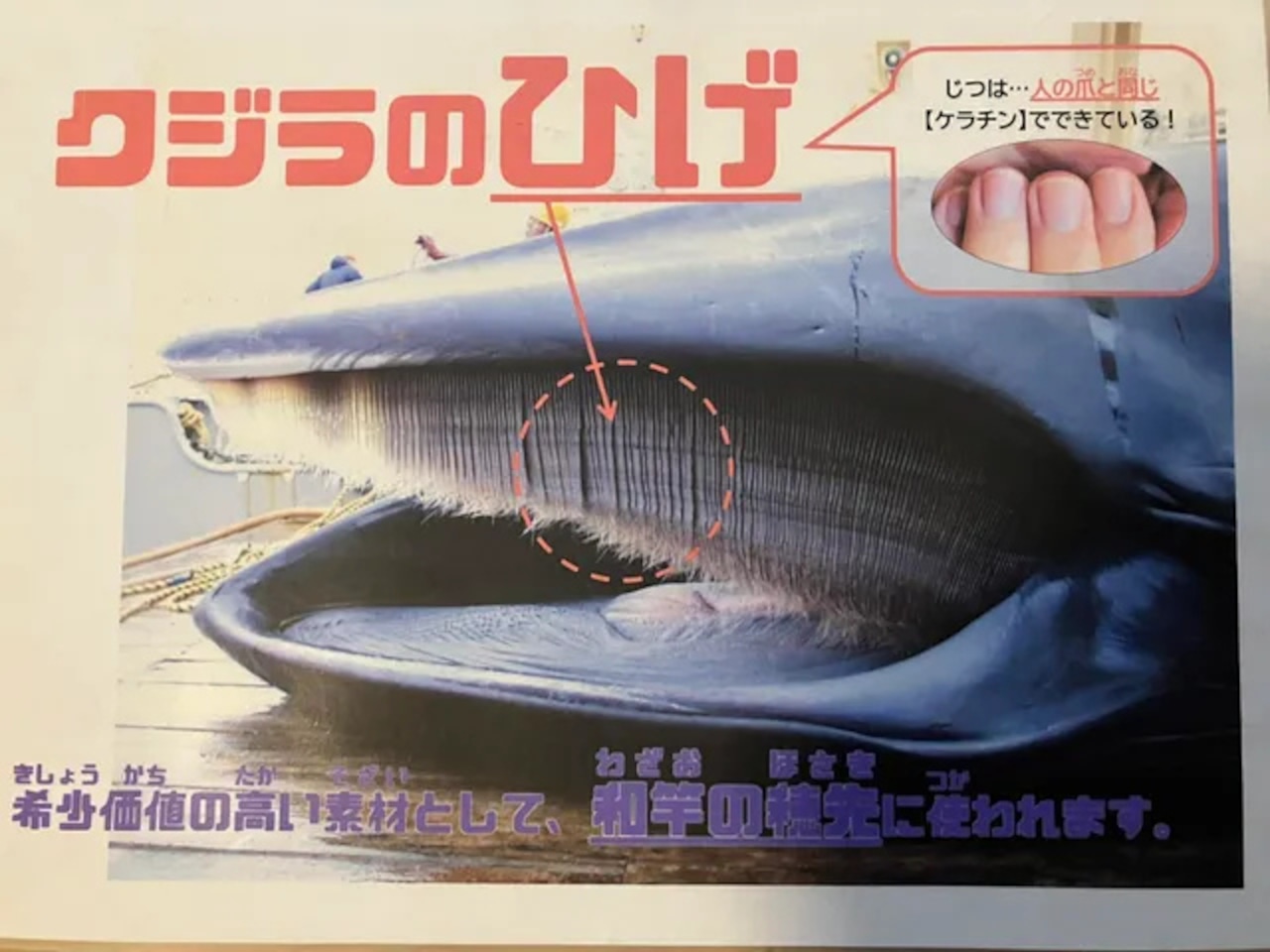 鯨のヒゲのカット材 【30 本セット】