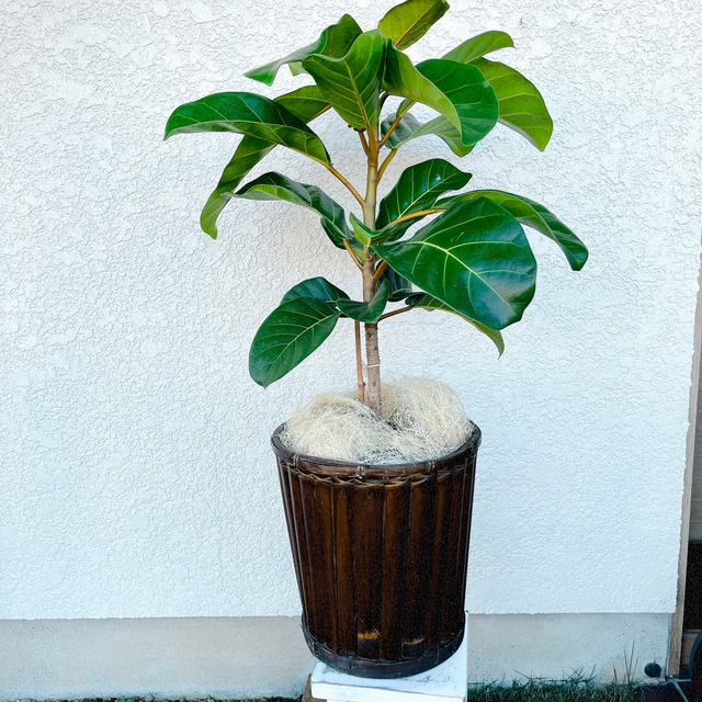 フィカス アフリカンプリンス 90 最高級 No 7 超希少 レア 香り屋