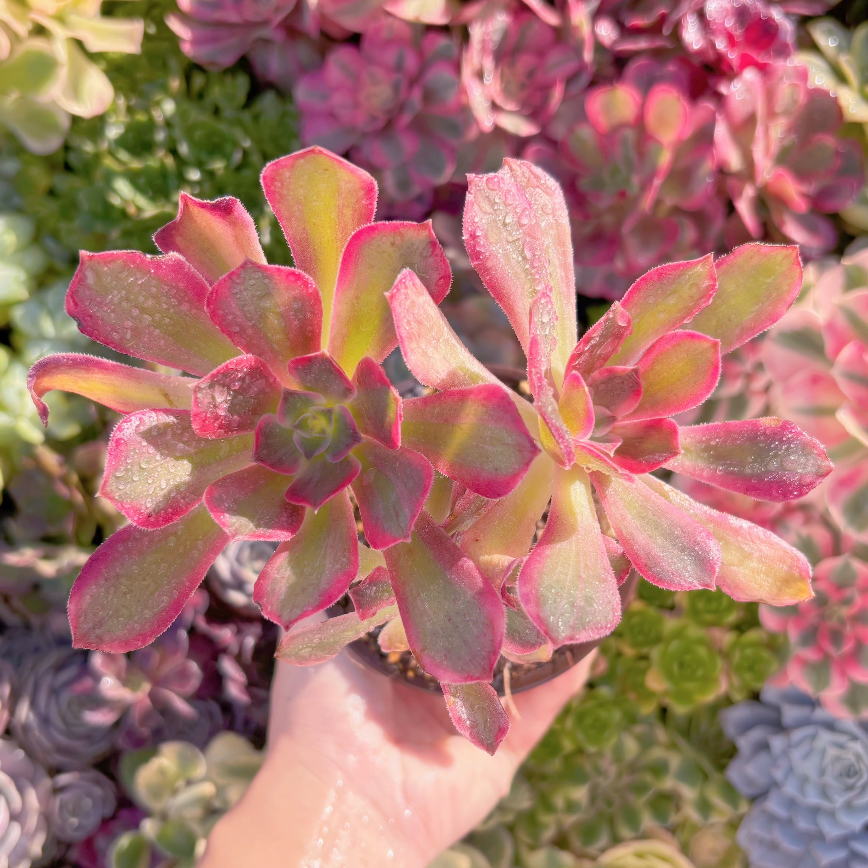 現品　新品種　浣沙錦#A039　群生　新入荷　るる農園