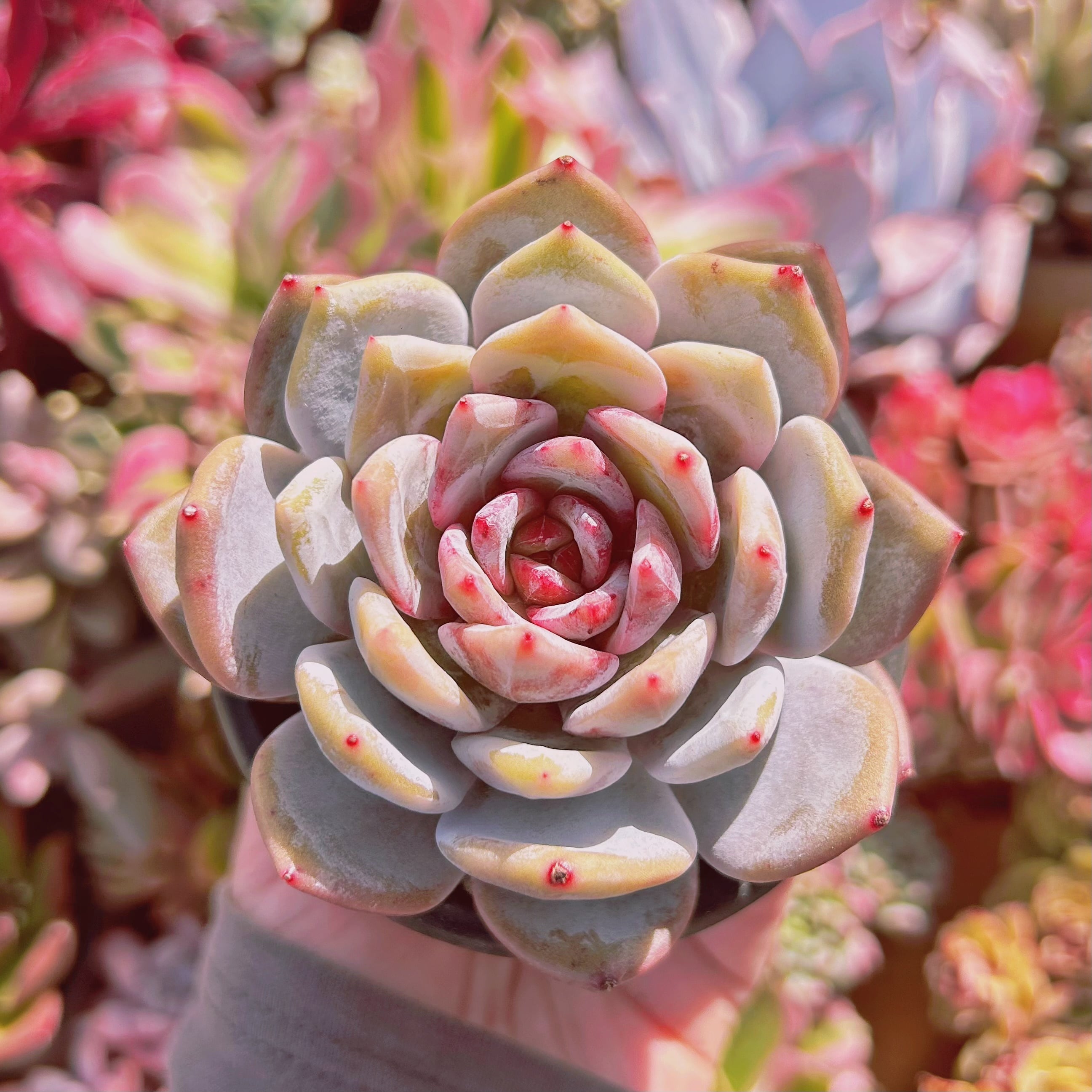 #598現物　多肉植物　Echeveria  ジャムアンジュ　特大苗