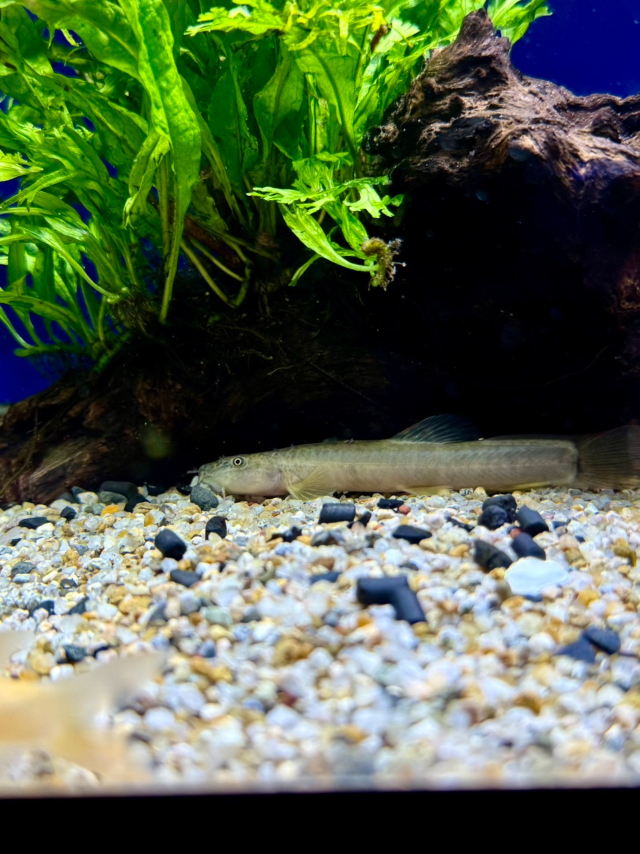 パラコビティス・ポタニーニ - 2