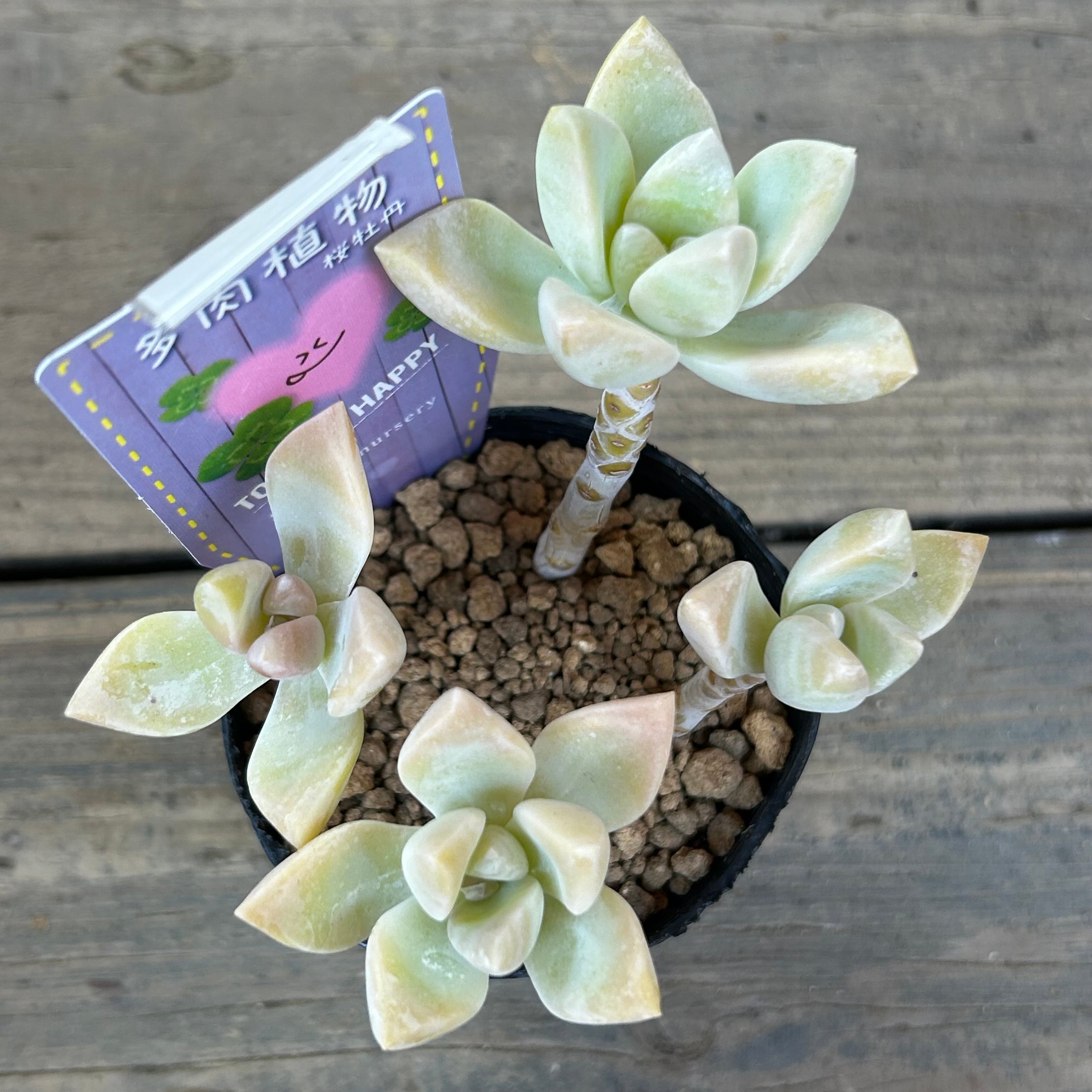 桜牡丹 | RuPo 多肉植物専門店