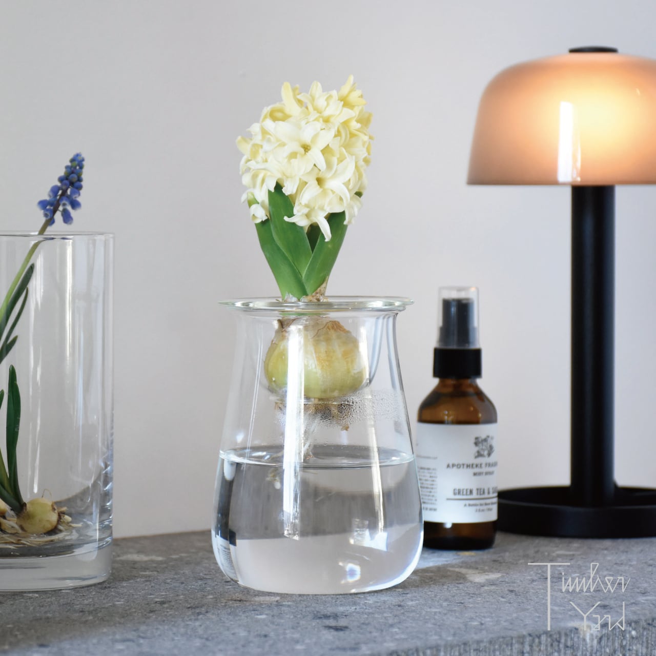 ネストセット / nest set / BOBCRAFT / ボブクラフト / 球根 / 水耕