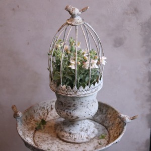 mondimanche 宿根草　キンギョソウ　フラモコ　くすみピンク｜新色カラー　寄せ植えおすすめ　