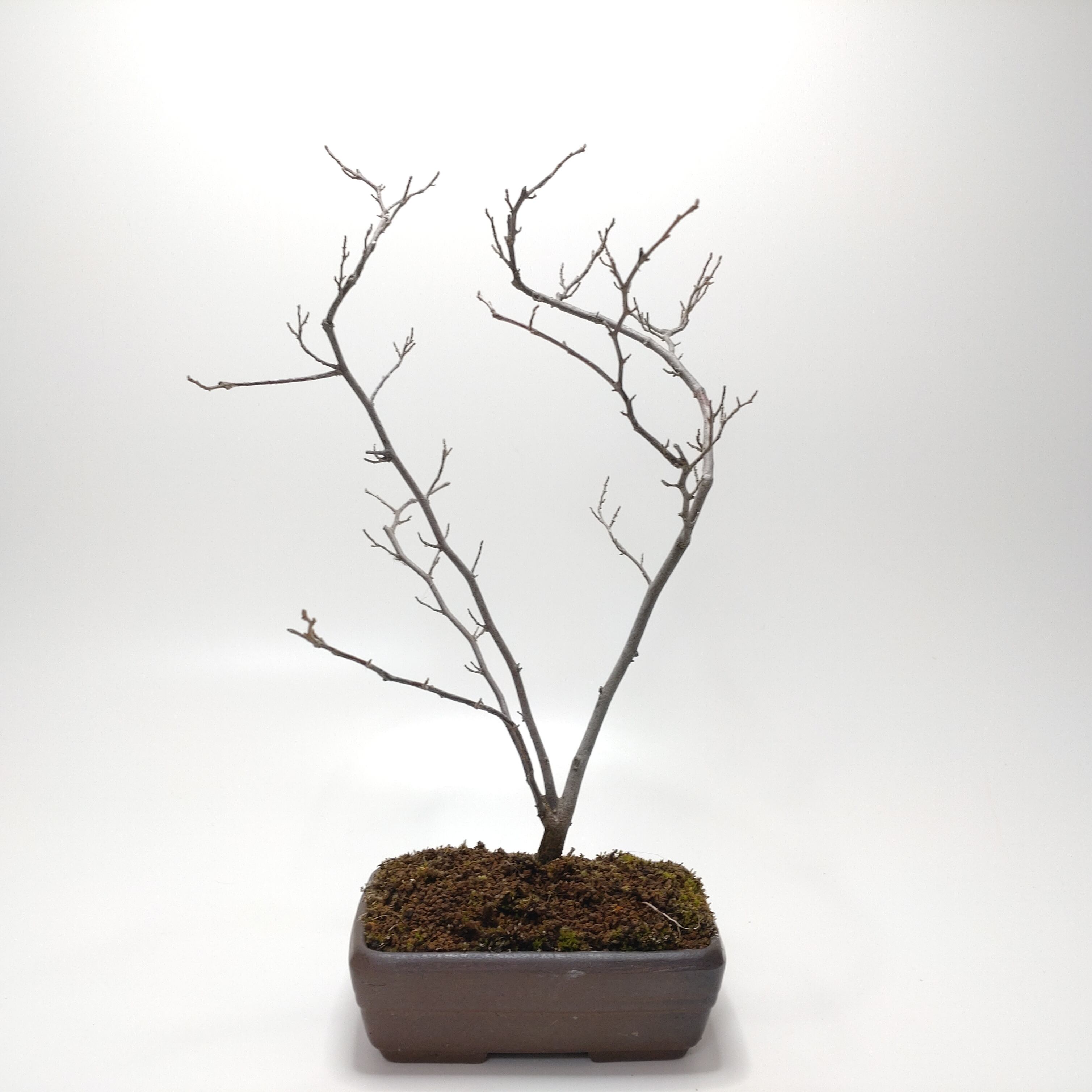 エゴノキ盆栽 SS016 | 盆栽創【Bonsaisou】