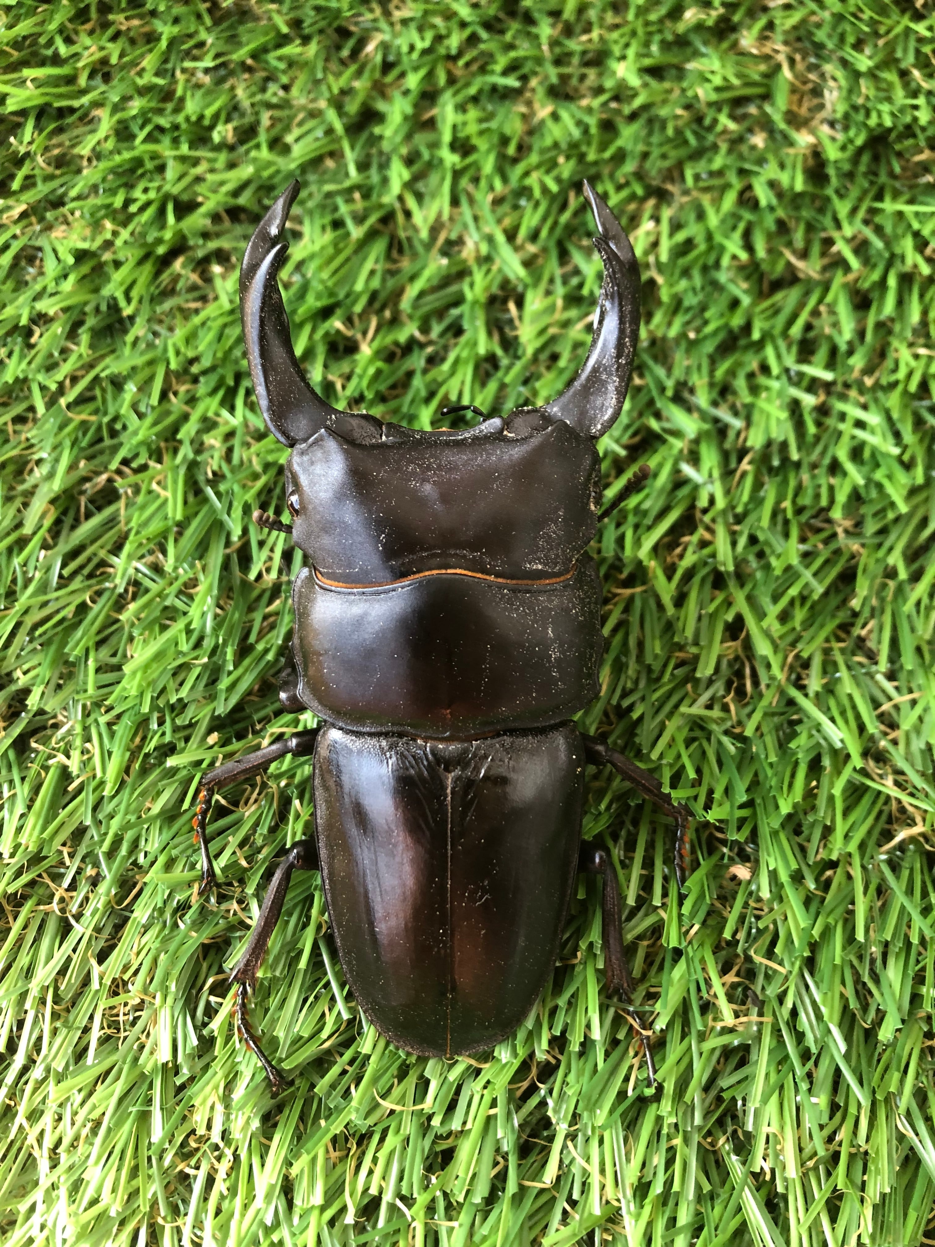 タランドゥス オオ ツヤ クワガタ