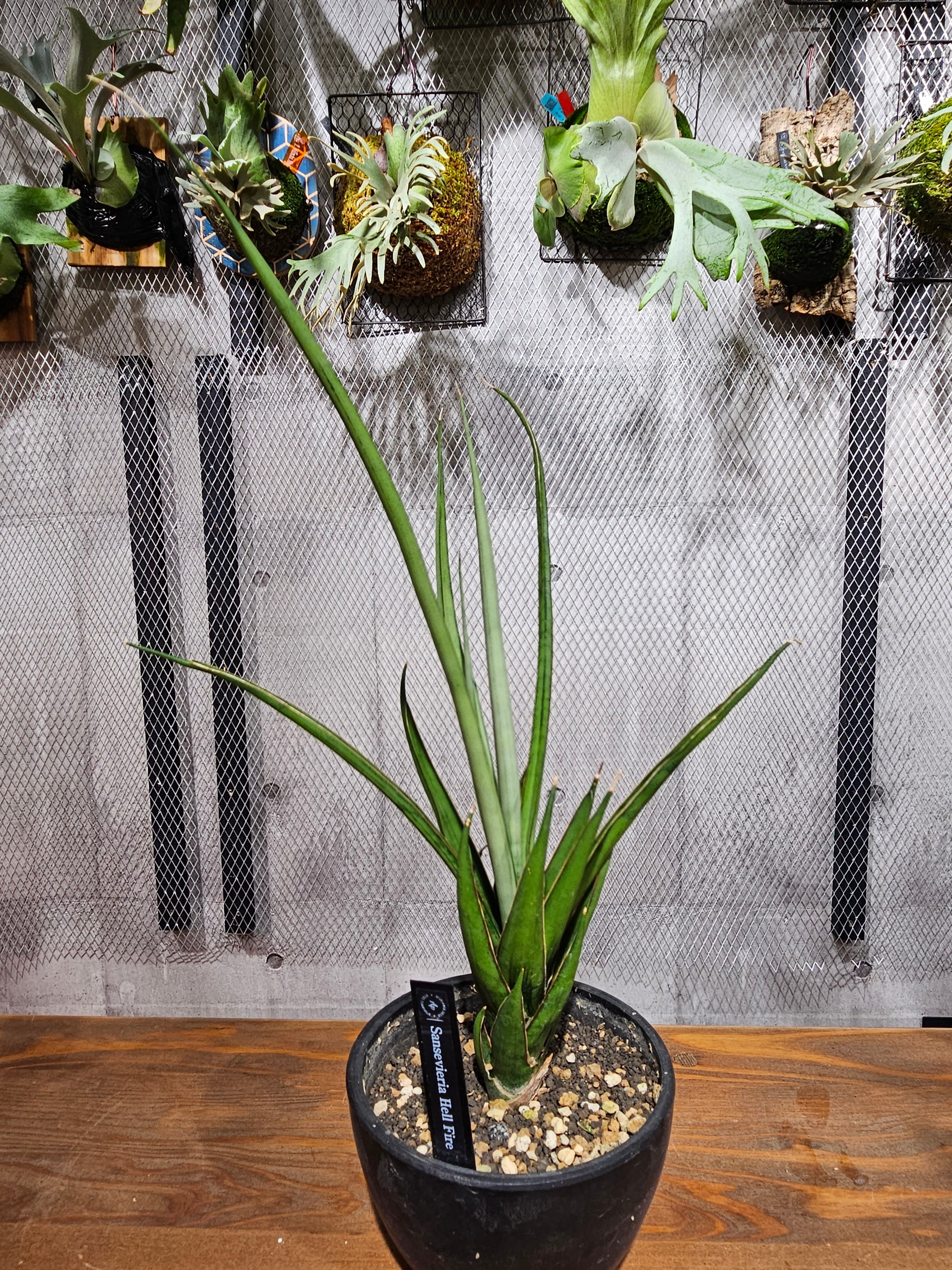 Sansevieria Hellfire 【artPLANTs】 サンスベリア/サンセベリア
