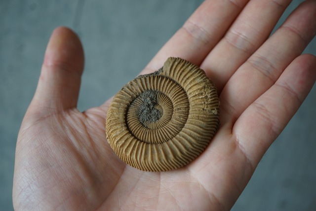 ドイツ産ダクティリオセラス化石　Dactylioceras athleticum 1249