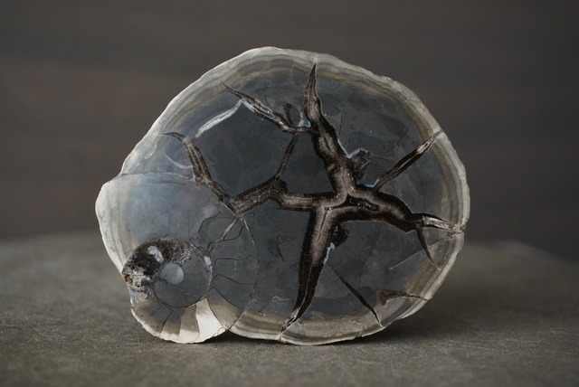 フランス産セプタリアン/アンモナイト Septarian/Ammonite  1653