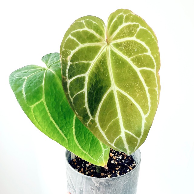 【初入荷】ネフロレピス マッチョ ボリュームたっぷり 爽やか 観葉植物 calm cafe