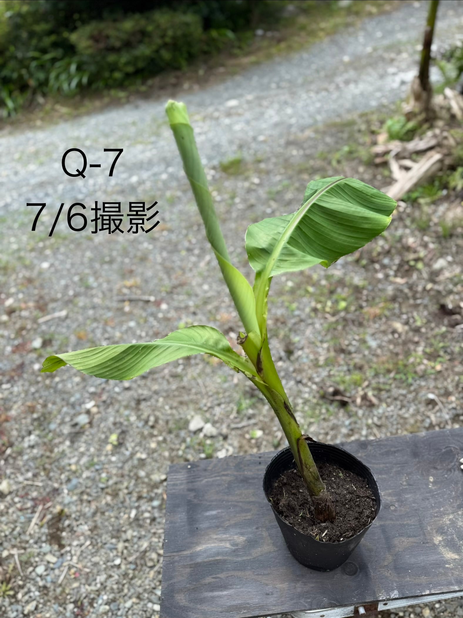 芭蕉 ジャパニーズバナナ バショウ 苗 B-6 【鉢底から計測】 約70