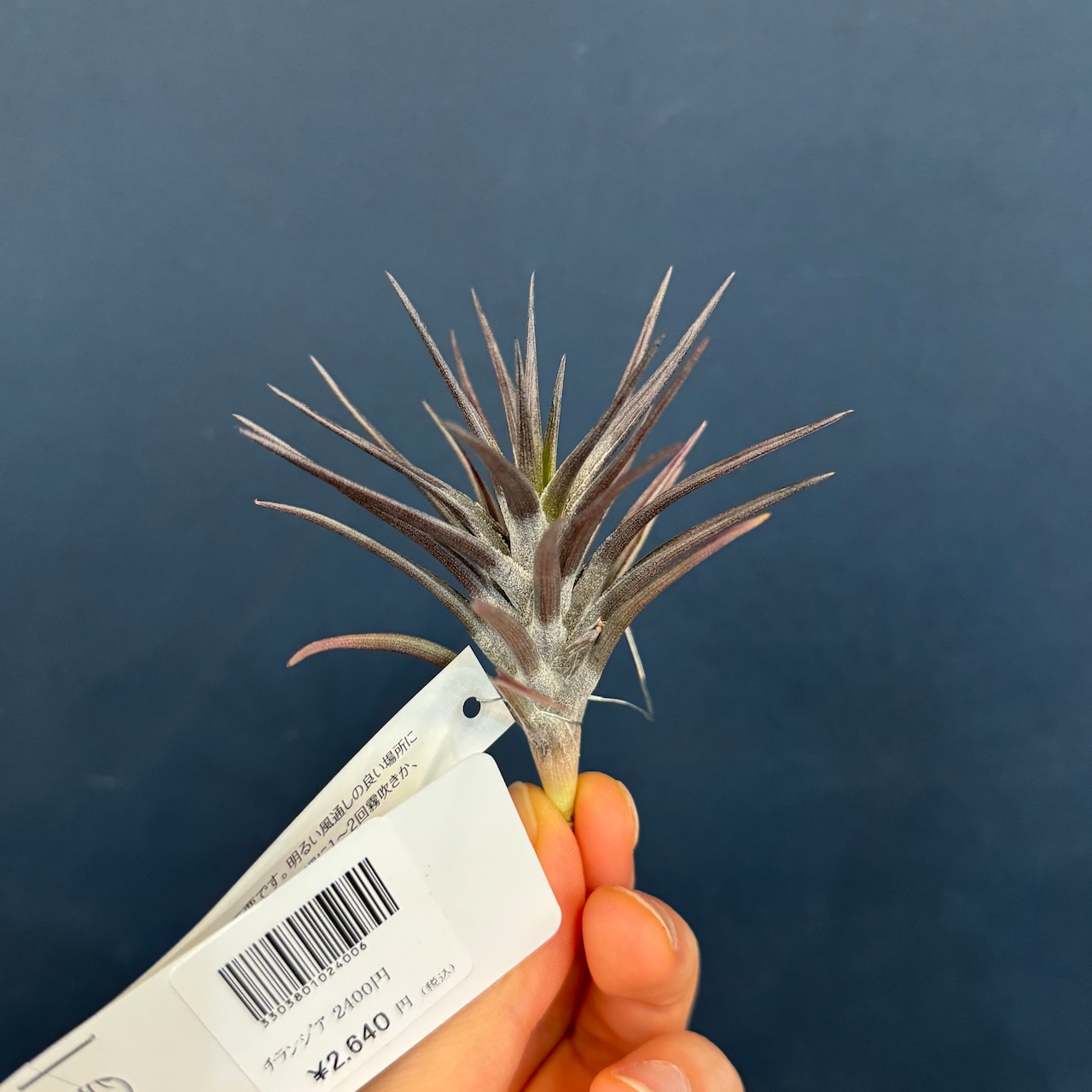 チランジア ジョネシー【285】