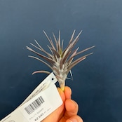 チランジア ジョネシー【285】