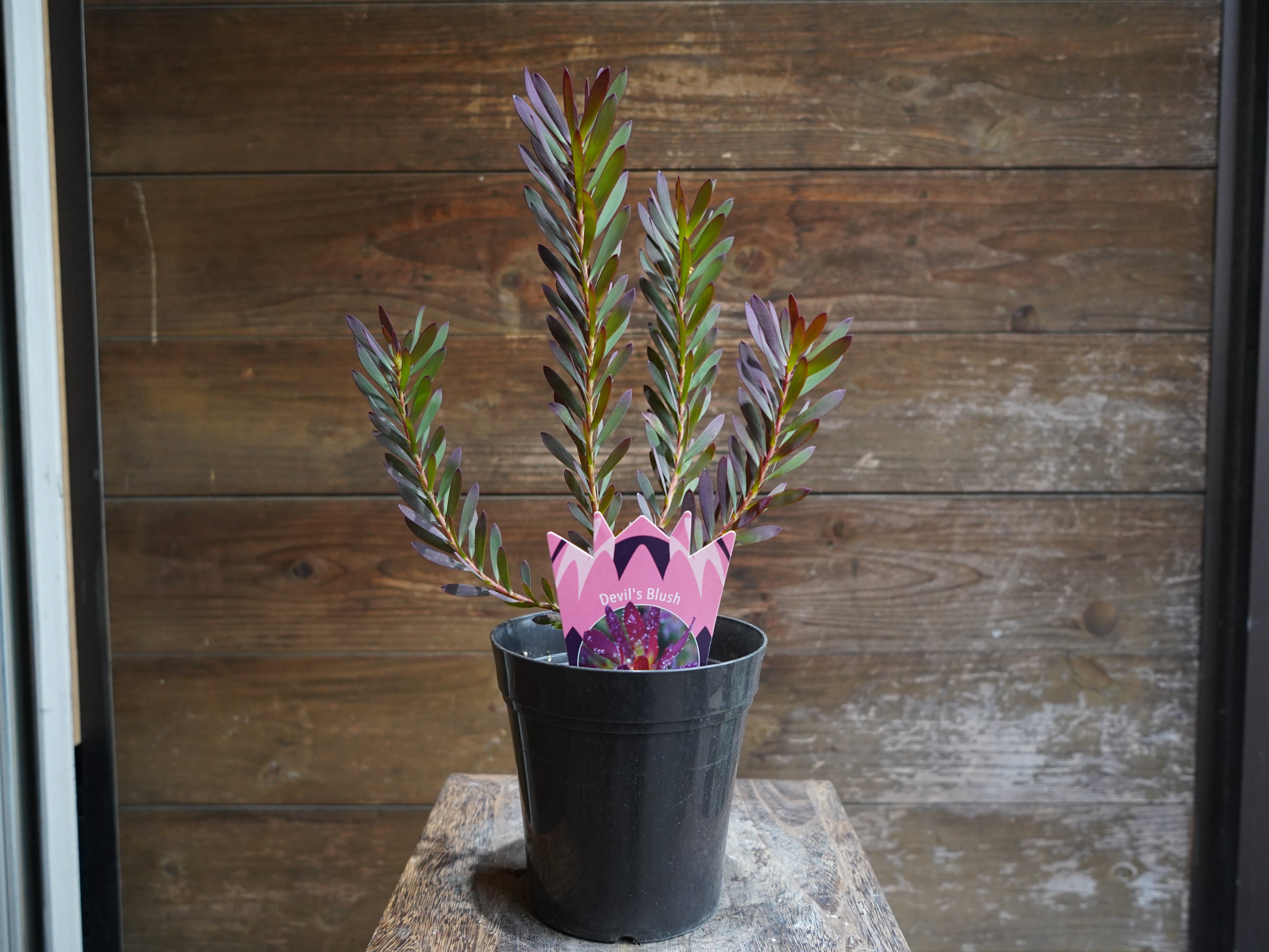 【現物】リューカデンドロン　”Devils Blush”