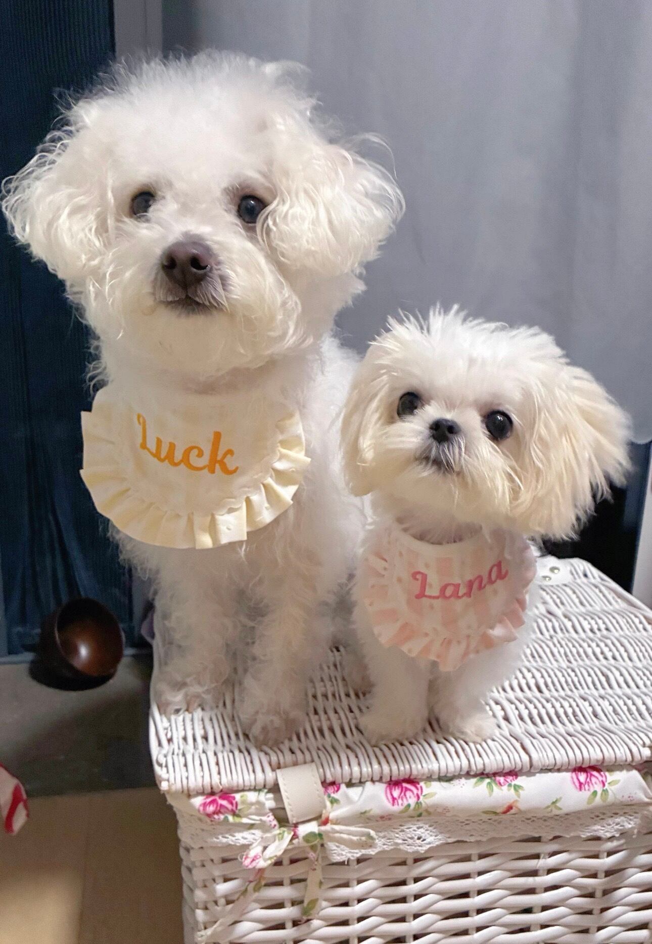 うちの子ネームフリルスタイ｜犬のスタイ/ビブ | Luck With Dogs｜犬の