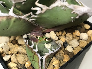 アガベ チタノタ ’星空’（ホシゾラ）