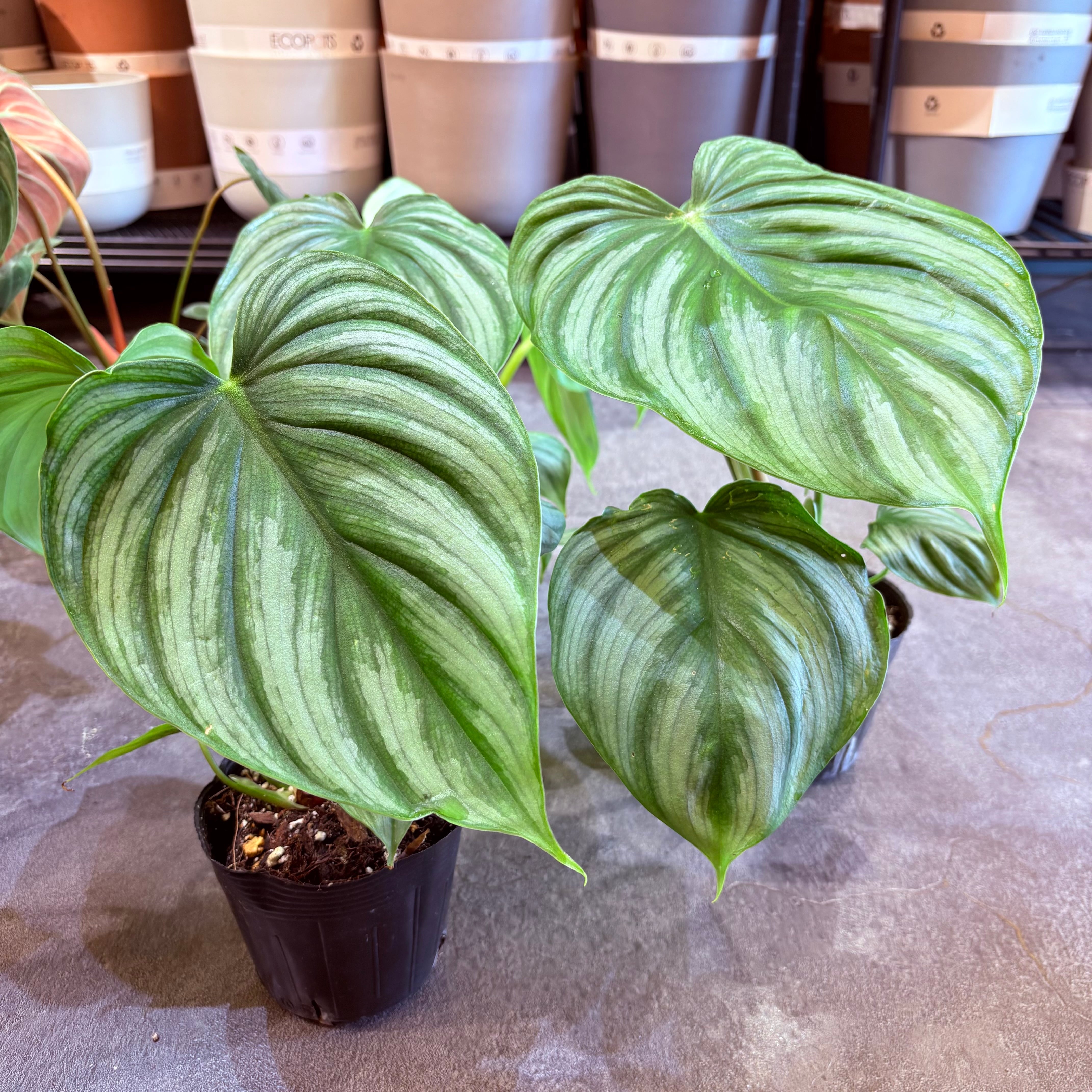 フィロデンドロン プロウマニー 3.5号 | Green Vibes 宇都宮市の観葉