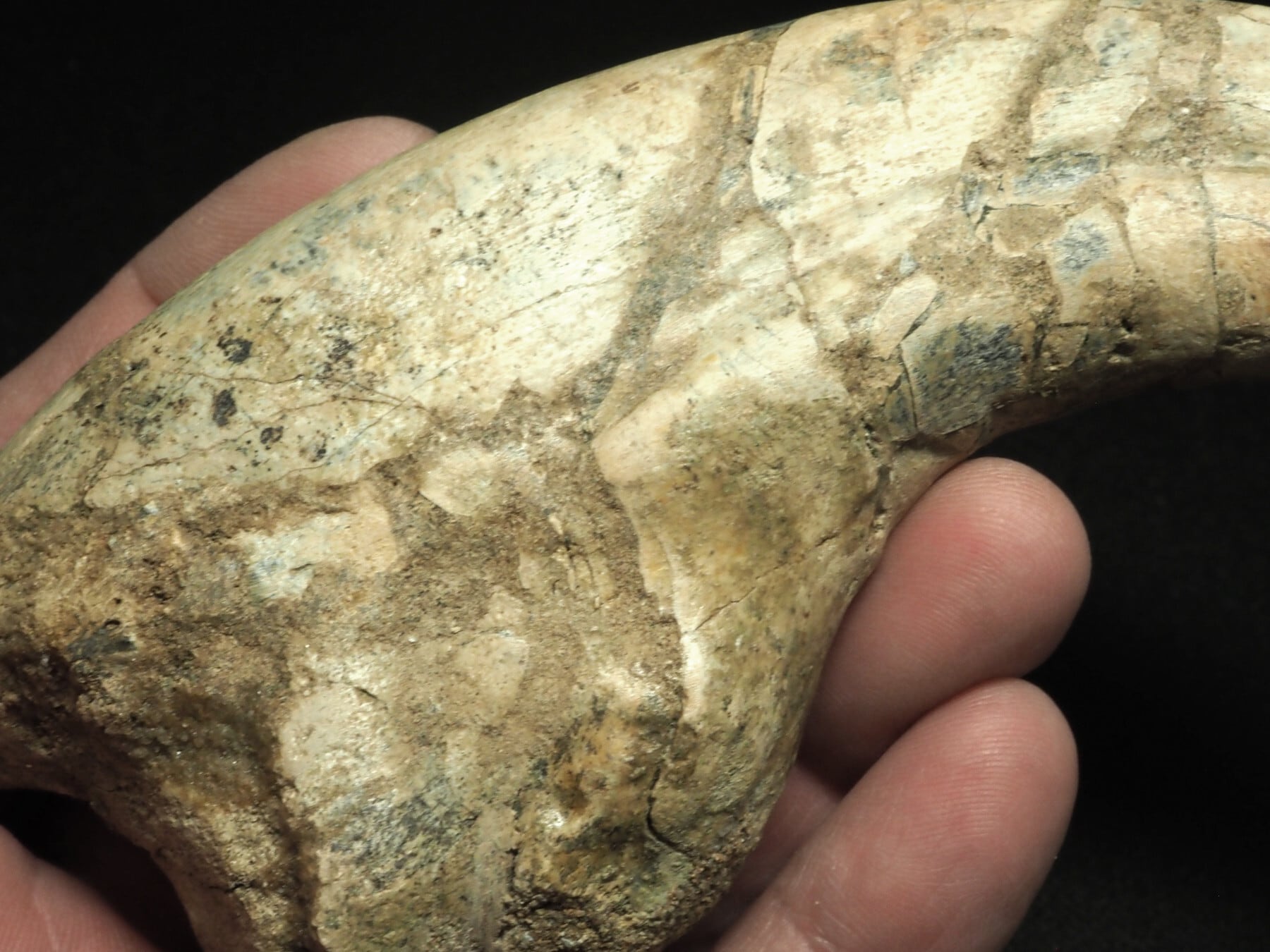 ニジェール産のスコミムスのハンドクロウ　化石　恐竜 ニジェール産のスコミムスのハンドクロウ 化石 恐竜