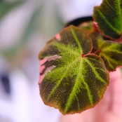 Begonia soli mutata Variegated│ベゴニア ソリムタータ バリエガータ ピンク③│観葉植物