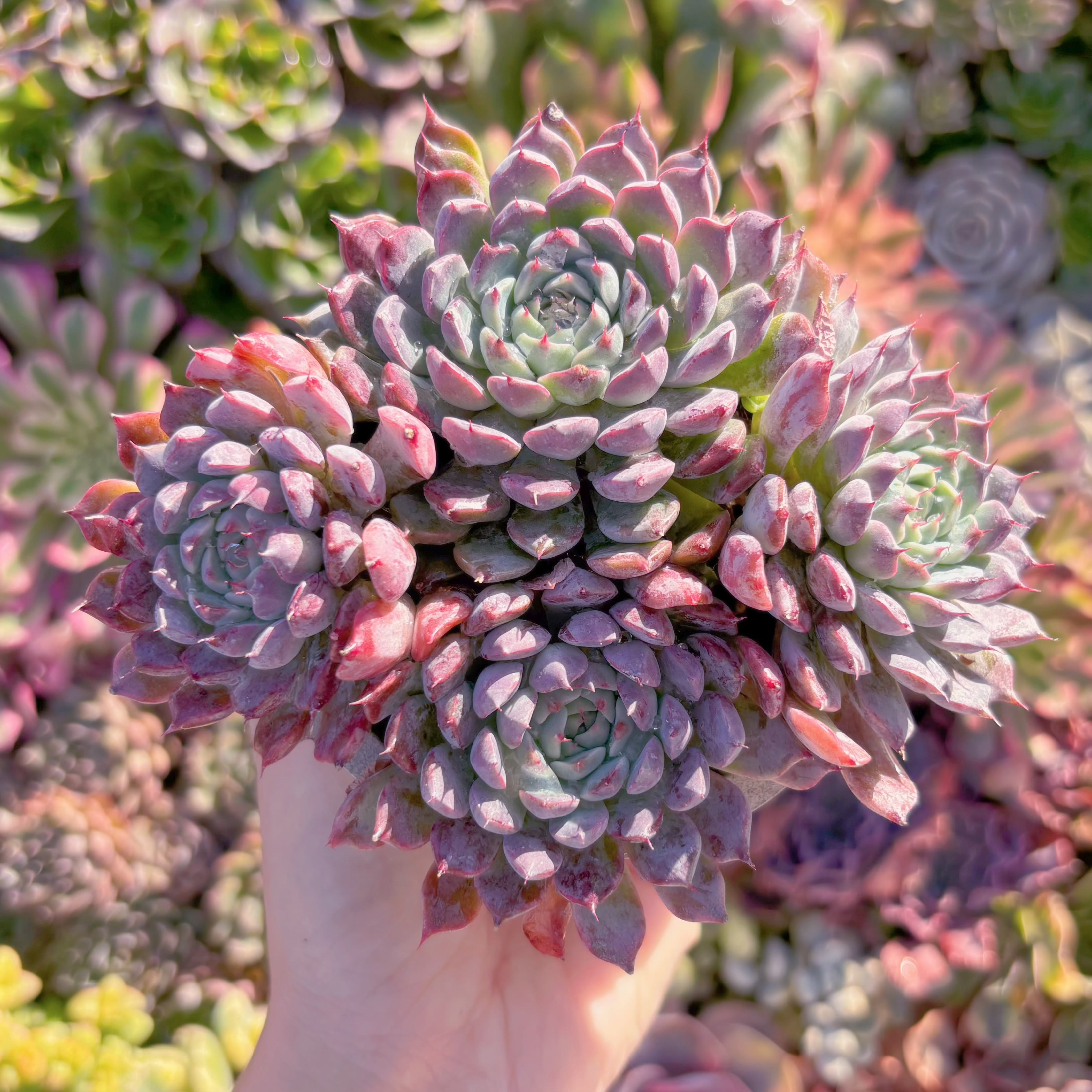 現品　 Ready stock Echeveria#831　群生　新入荷　るる農園