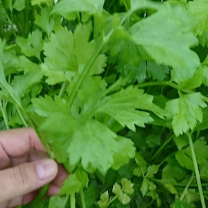 芹菜(キンサイ)  /クンチャイ ขึ้นฉ่าย /  チャイニーズセロリ/Chinese Celery  70g