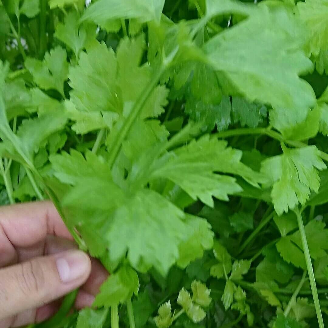 芹菜(キンサイ) /クンチャイ ขึ้นฉ่าย / チャイニーズセロリ/Chinese Celery 70g | Asian  Marche（アジアン・マルシェ）