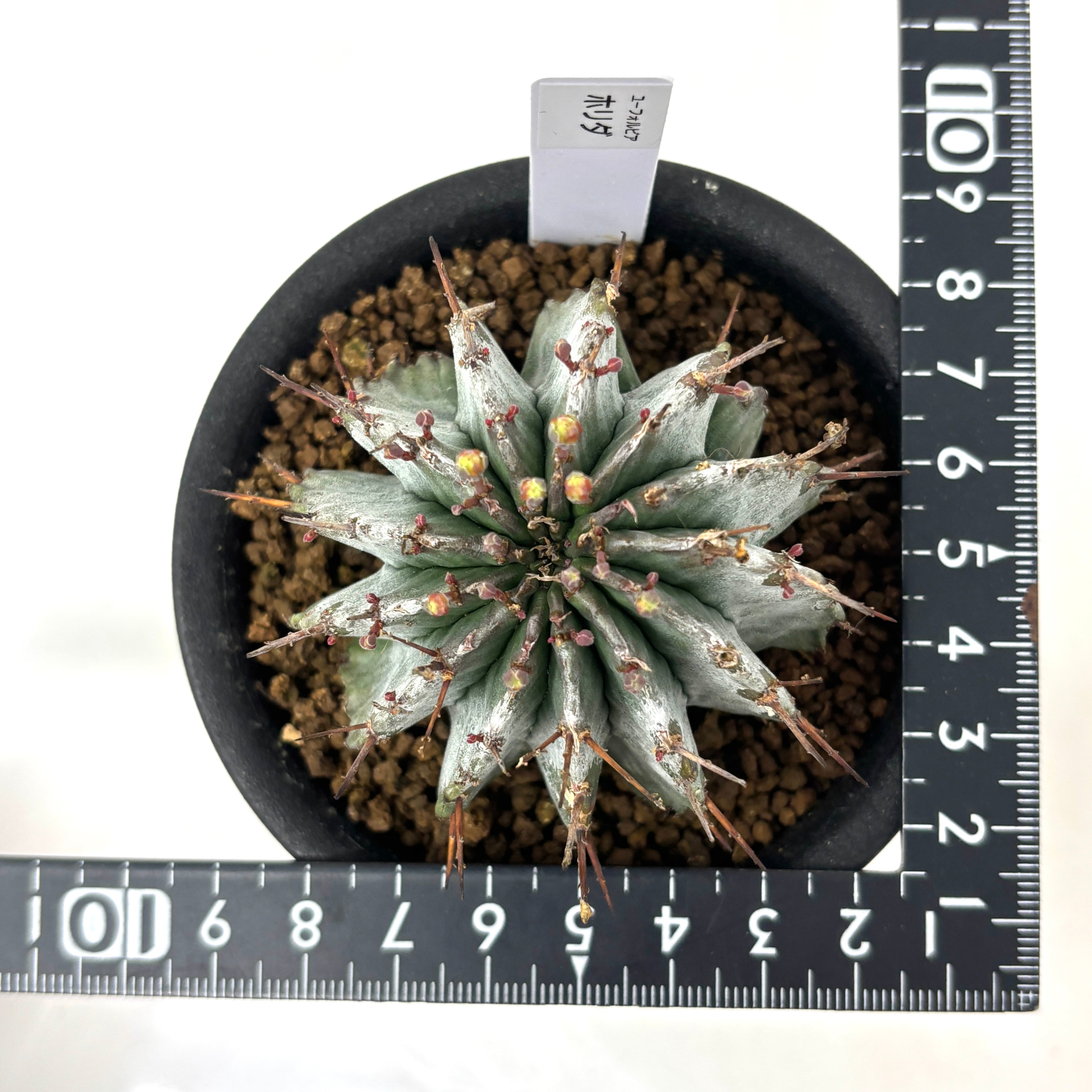 ユーフォルビア ホリダ【1032】 | PROTOLEAF プロトリーフ