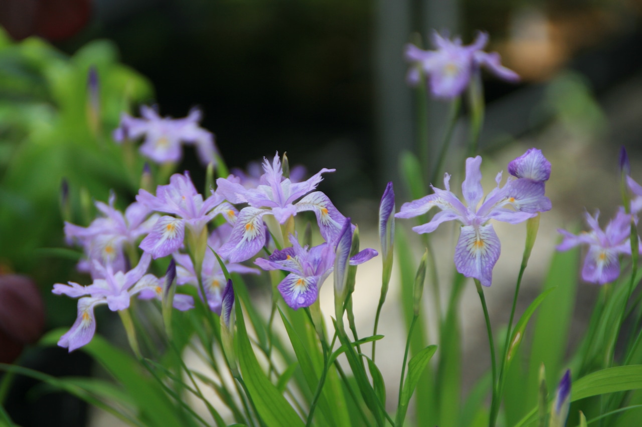 ヒメシャガ(姫射干)7,5cm〜9cmポット【山野草】の画像01