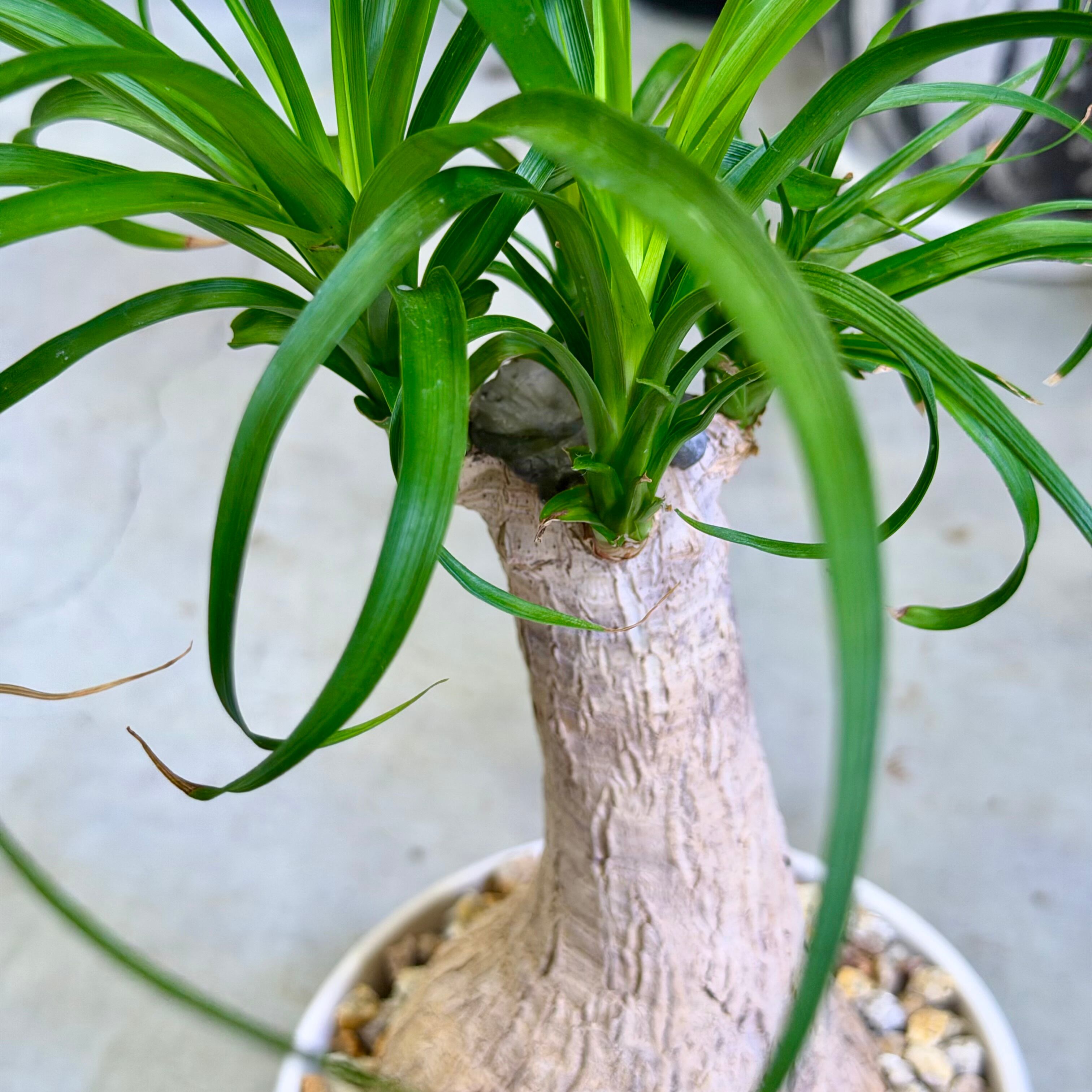 EMP ポニーテール ノリナ 沖縄実生株 / wo224 ノリナ・ポニーテール | barrelplants_BONSAI