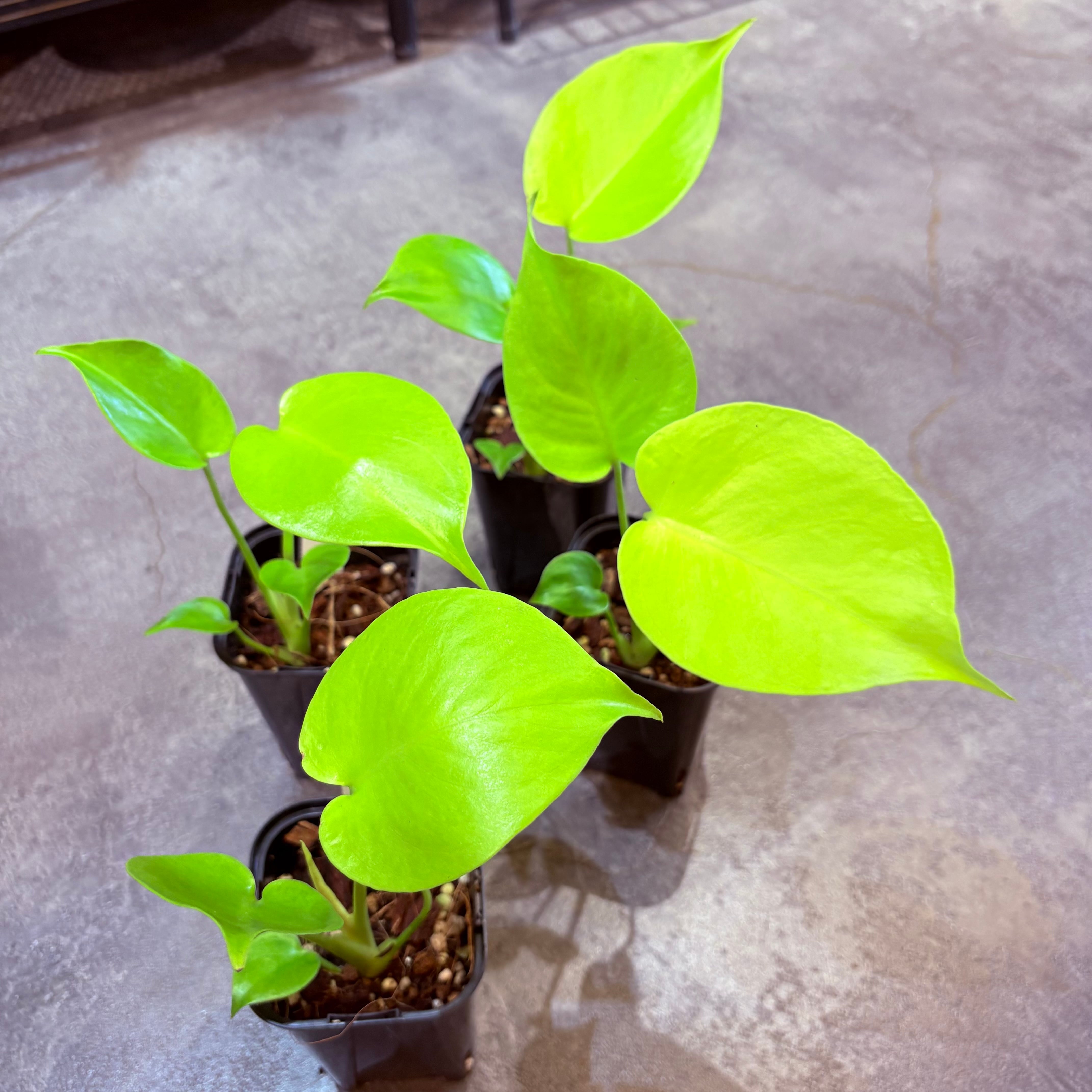 モンステラ ゴールドリーフ 3.5号 | Green Vibes 宇都宮市の観葉植物専門店