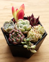 【オールインワン】プラグ苗でカンタン寄植セット(鉢・用土・ツール付)