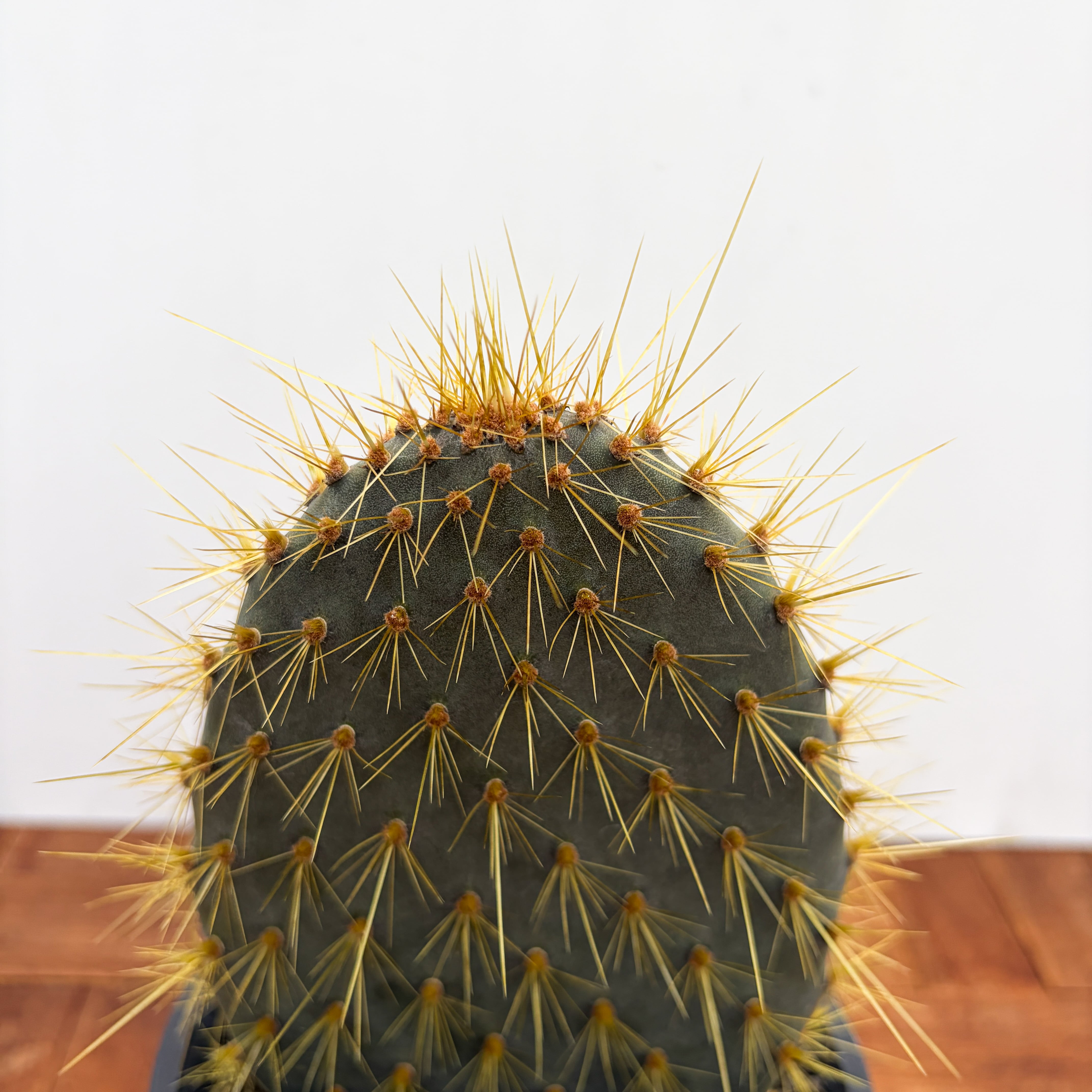 Opuntia galapageia【オプンチア・ガラパゲイア・黄刺】 | RIMO'S