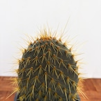 Opuntia galapageia【オプンチア・ガラパゲイア・黄刺】
