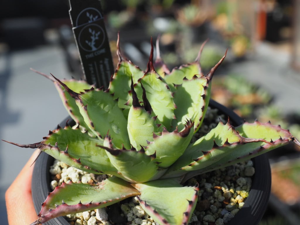 アガベ | THE CORE