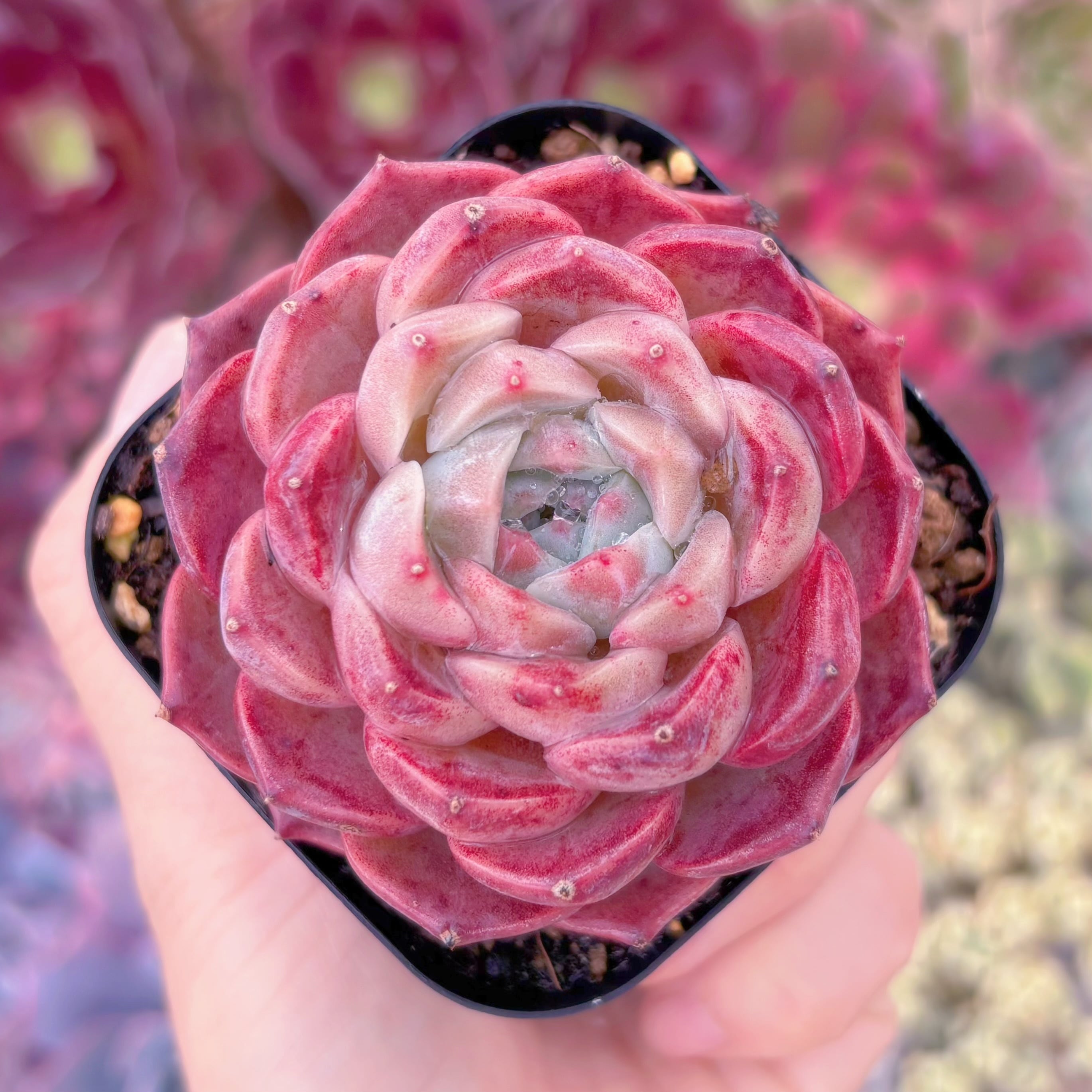 現品　アイスベビー#554　るる農園