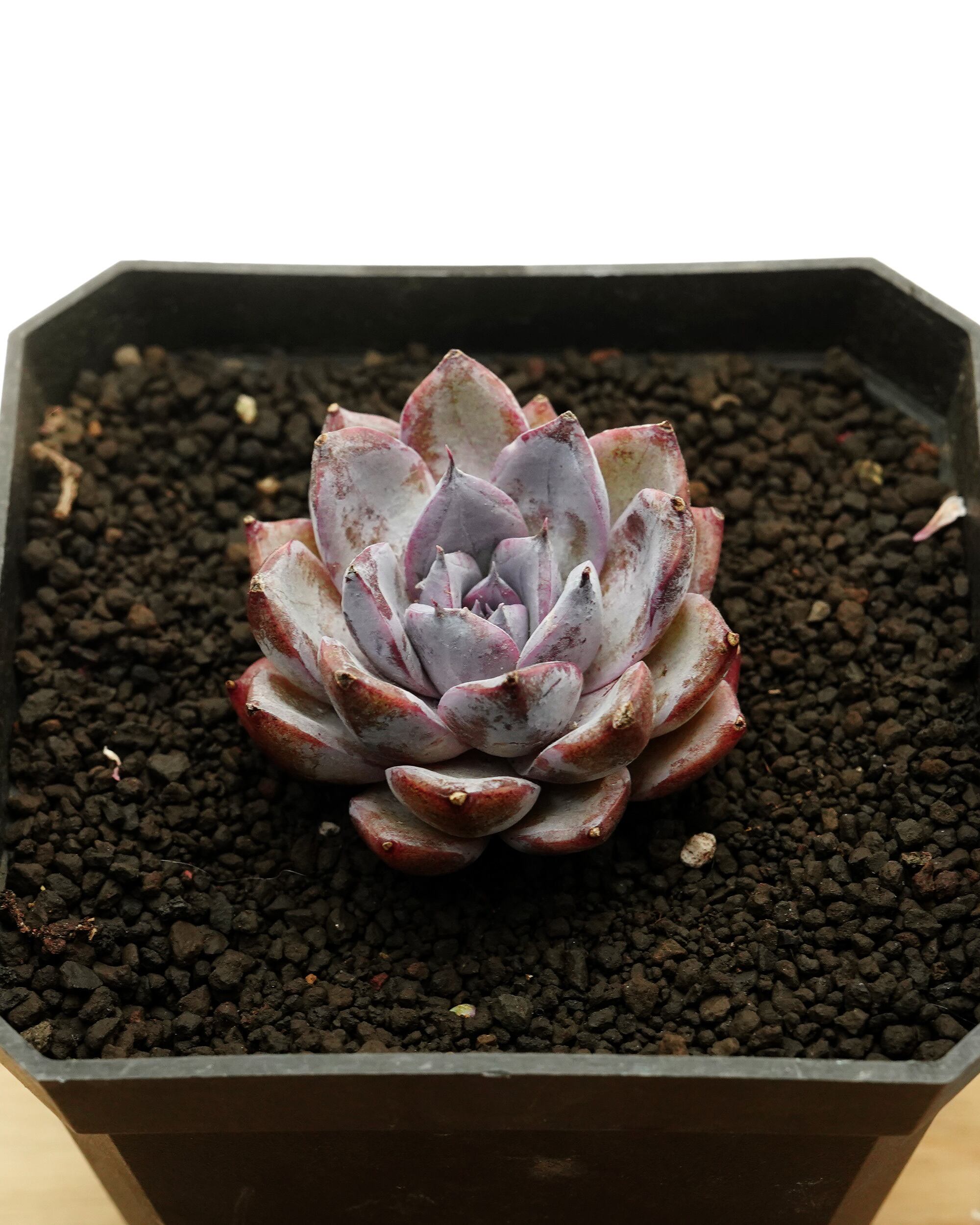 多肉植物  レア品種 Let's Be レア品種！【現品】 ☆赤鬼 多肉植物 自家繁殖 国産 多肉植物 美