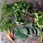 ミニウサギ便 　送料込【ピーナッツのFさん用】